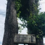 Macintosh HD:Users:mcue:Desktop:鎌倉紹介2_神社原稿・写真:夫婦木.jpg
